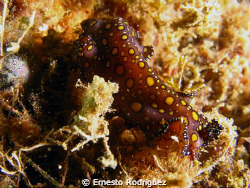 nudibranch canong9 inon strobes by Ernesto Rodriguez 